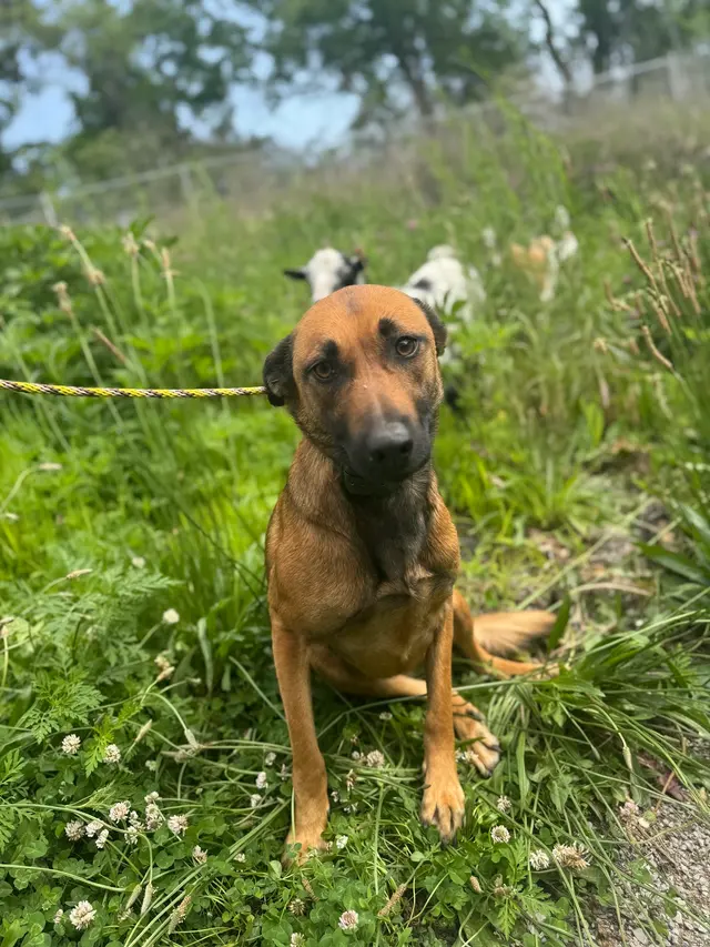 Knallhart Kennels & Training Academy — customer photo 12