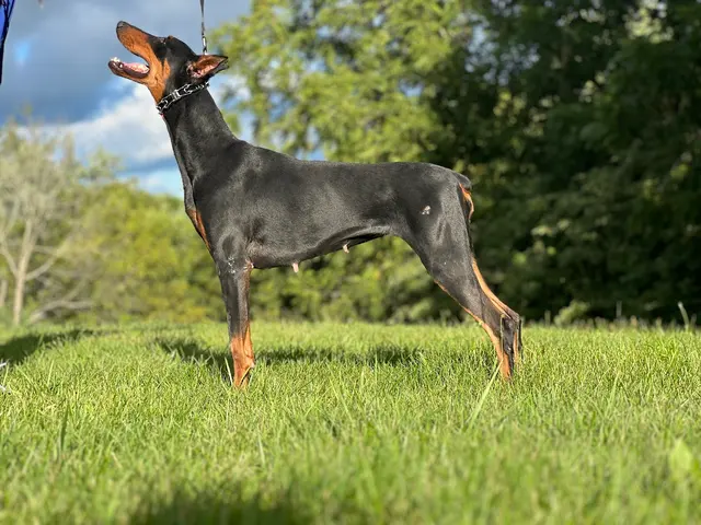 Knallhart Kennels & Training Academy — customer photo 9