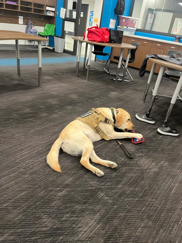 Knallhart Kennels & Training Academy — customer photo 7