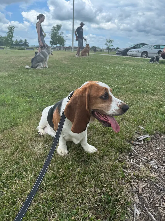 Knallhart Kennels & Training Academy — customer photo 10