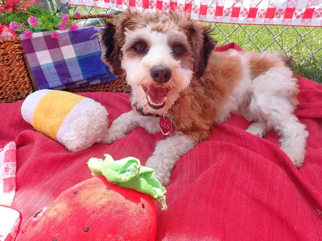 Customer photo of work by Just Dogs PlayCare, from M Max's review