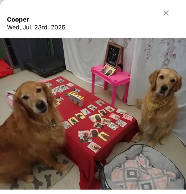 Customer photo of work by Just Dogs PlayCare, from Susan GroffVanArendonk's review