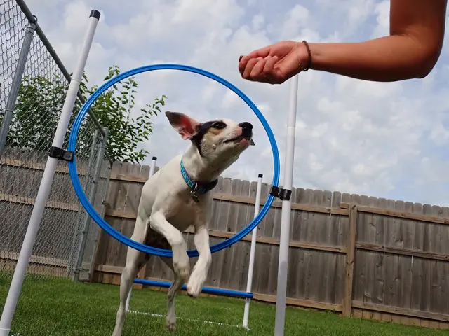 Just Dogs PlayCare — customer photo 7