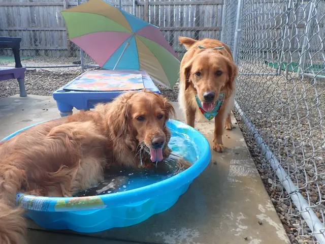 Just Dogs PlayCare — photo from the business 5