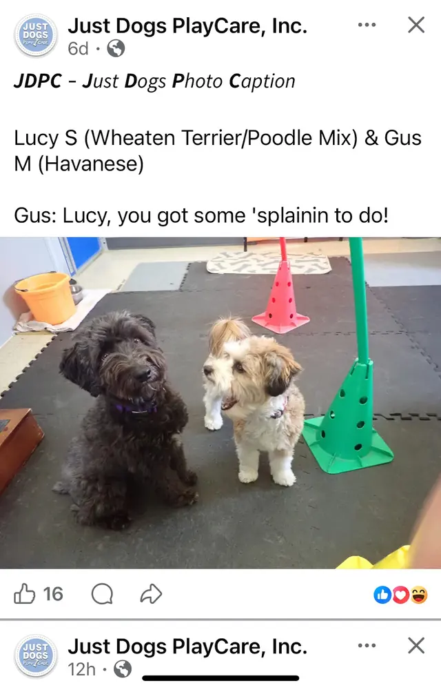Customer photo of work by Just Dogs PlayCare, from M Max's review