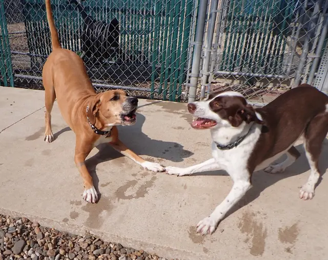 Just Dogs PlayCare — photo from the business 12
