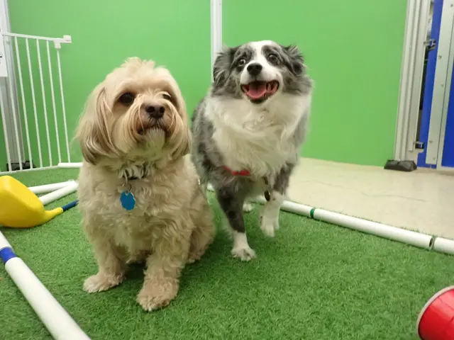 Just Dogs PlayCare — photo from the business 2
