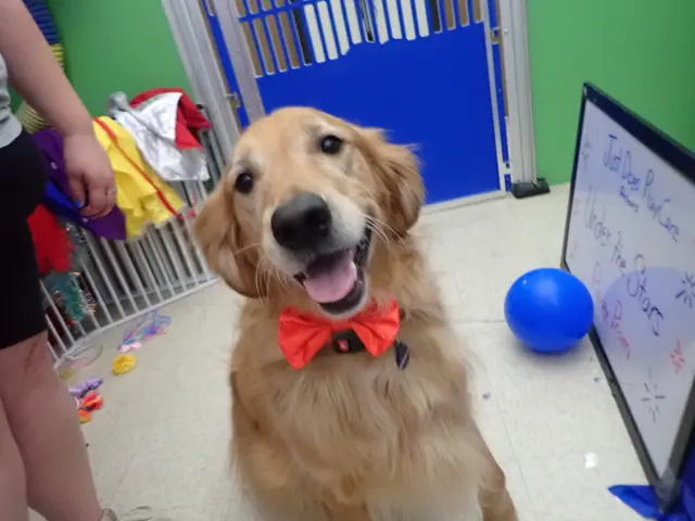 Customer photo of work by Just Dogs PlayCare, from Susan GroffVanArendonk's review
