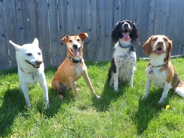 Just Dogs PlayCare — photo from the business 6
