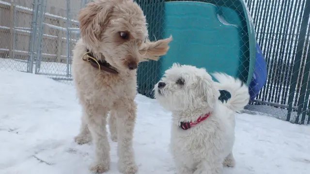 Just Dogs PlayCare — photo from the business 9