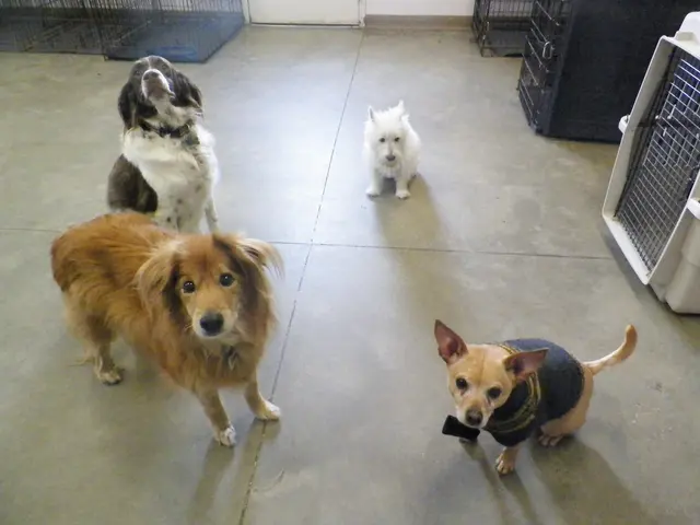Just Dogs PlayCare — photo from the business 8