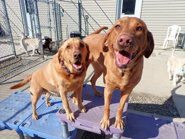 Just Dogs PlayCare — photo from the business 11