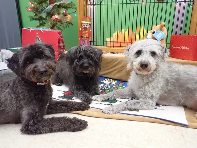 Just Dogs PlayCare — photo from the business 10