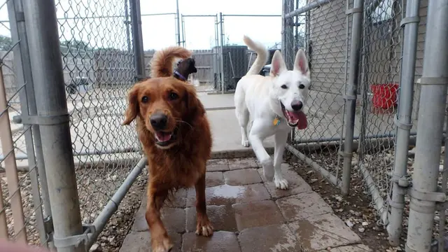 Just Dogs PlayCare — customer photo 4