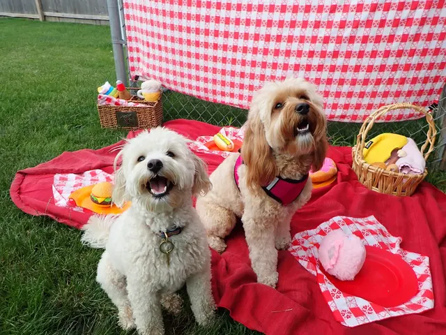 Just Dogs PlayCare — photo from the business 1