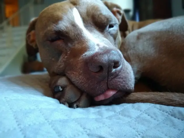 Pet Sitters LLC — customer photo 2