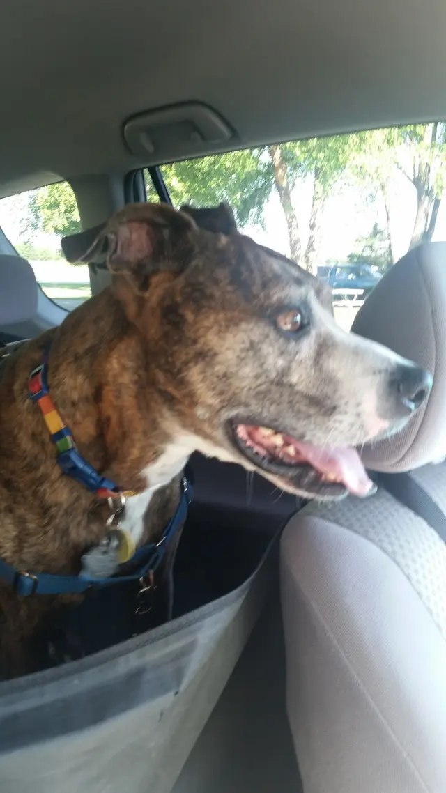 Pet Sitters LLC — customer photo 4
