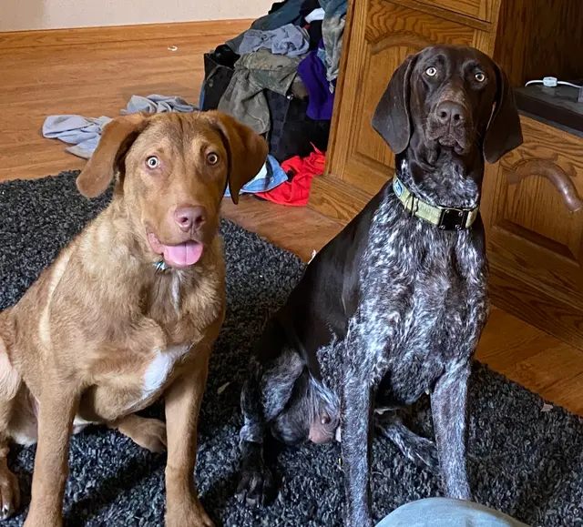 Two Sisters Kennels — customer photo 12
