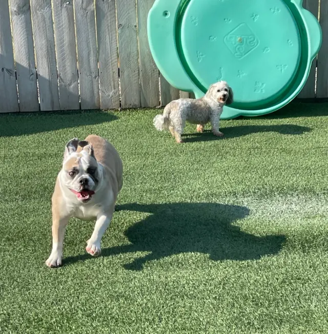 Two Sisters Kennels — customer photo 2