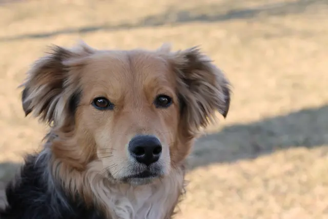 Two Sisters Kennels — photo from the business 1