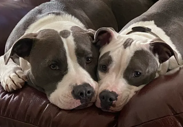 Two Sisters Kennels — customer photo 9