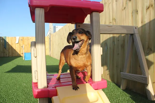 Two Sisters Kennels — photo from the business 4