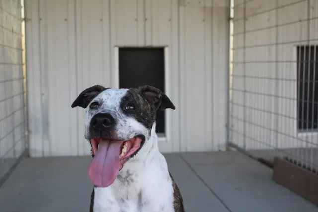 Two Sisters Kennels — photo from the business 8