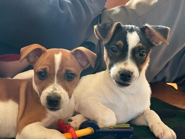 Two Sisters Kennels — customer photo 11