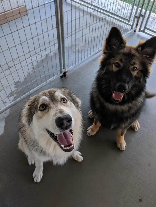 Two Sisters Kennels — photo from the business 7