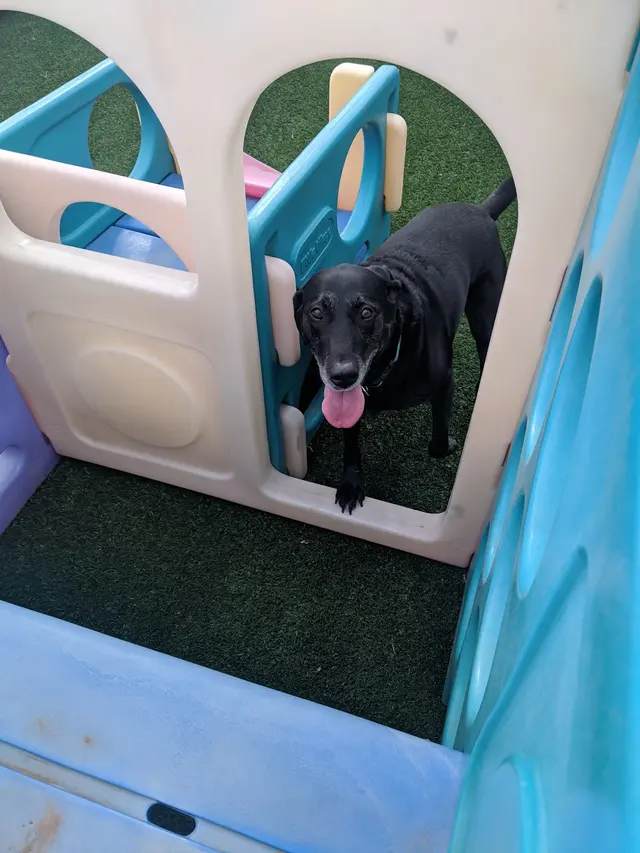 Two Sisters Kennels — photo from the business 6