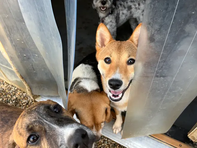 Lucky Pawz Iowa City LLC — customer photo 10