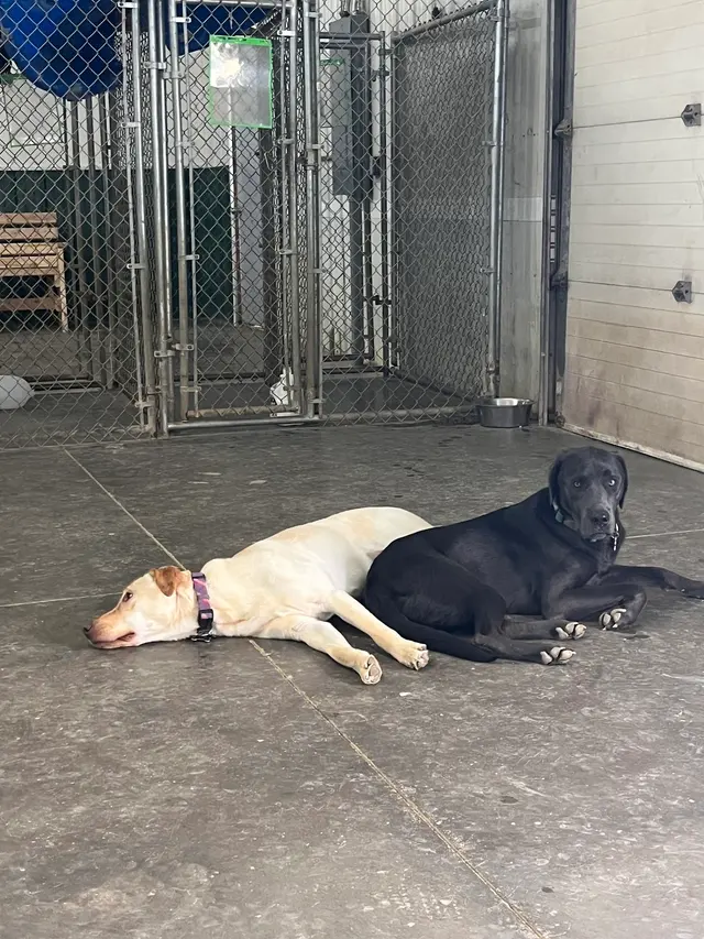 Lucky Pawz Iowa City LLC — customer photo 11