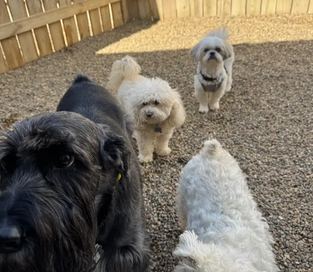 Lucky Pawz Iowa City LLC — customer photo 8