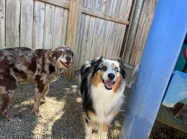 Lucky Pawz Iowa City LLC — customer photo 1
