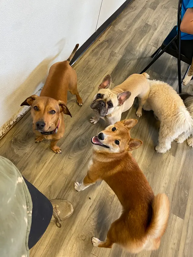 Lucky Pawz Iowa City LLC — customer photo 12