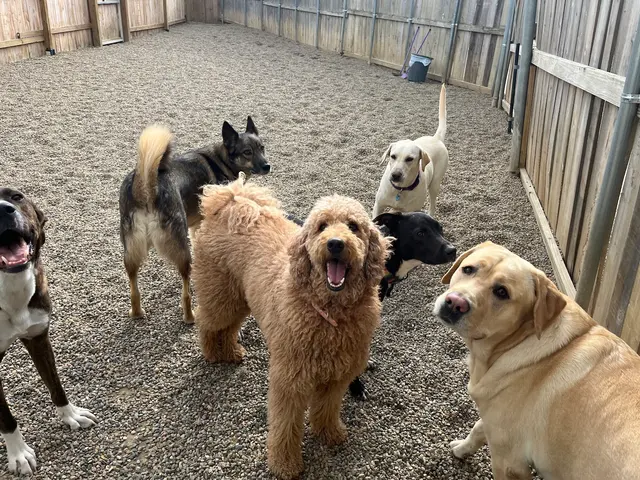 Lucky Pawz Iowa City LLC — customer photo 4