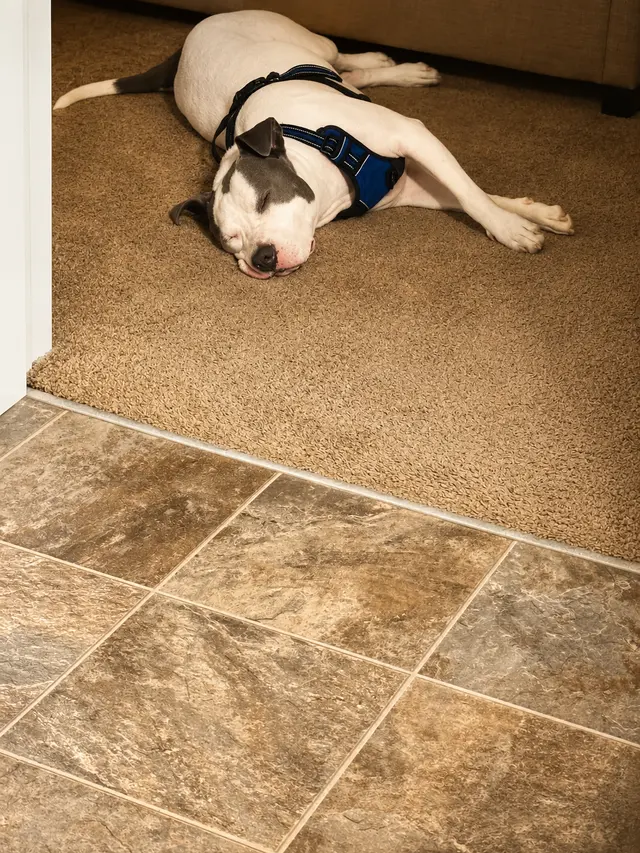 Customer photo of work by Lucky Pawz Iowa City LLC, from tinesha Davis's review