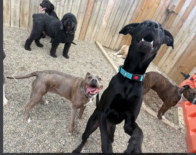 Lucky Pawz Iowa City LLC — customer photo 7