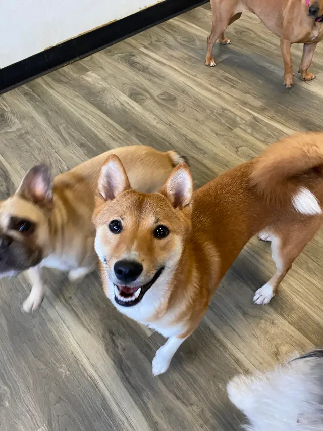 Lucky Pawz Iowa City LLC — customer photo 6