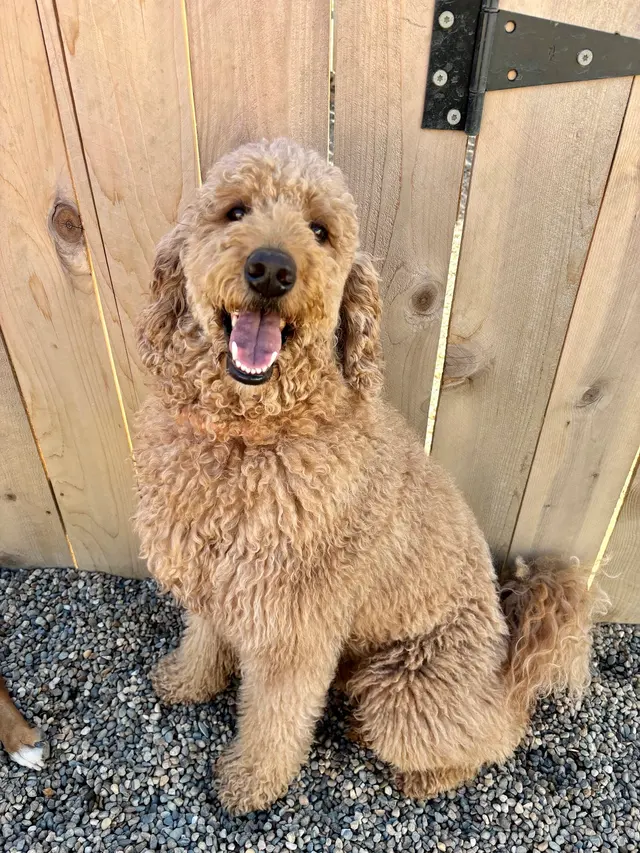 Lucky Pawz Iowa City LLC — customer photo 3