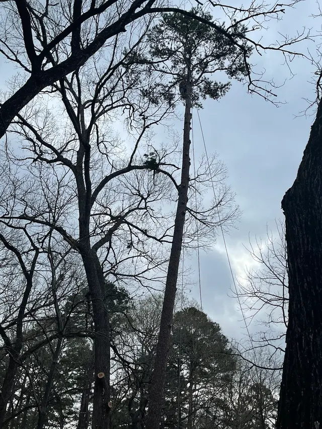 Landscape east texas — photo from the business 6