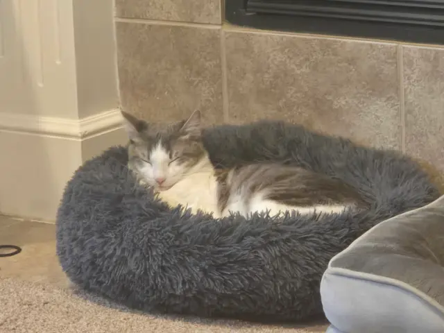Mission Road Animal Clinic — customer photo 3