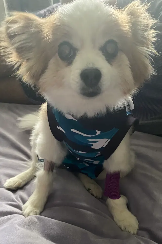 Mission Road Animal Clinic — customer photo 11