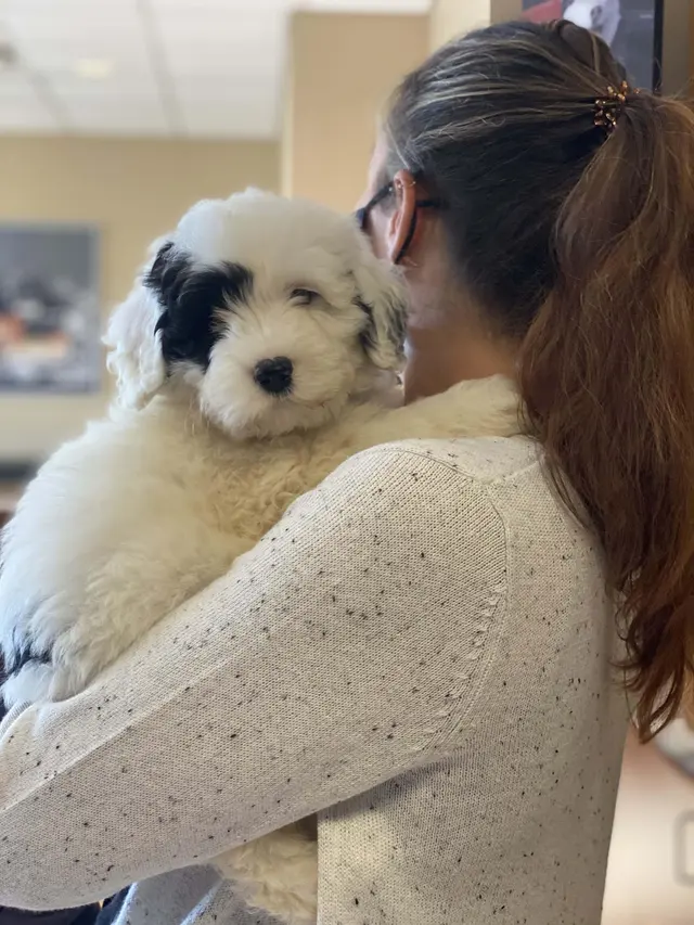 Mission Road Animal Clinic — photo from the business 6