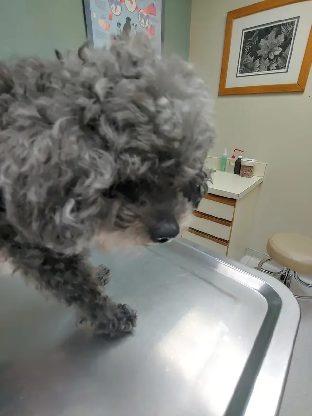Marketplace Animal Hospital — customer photo 5