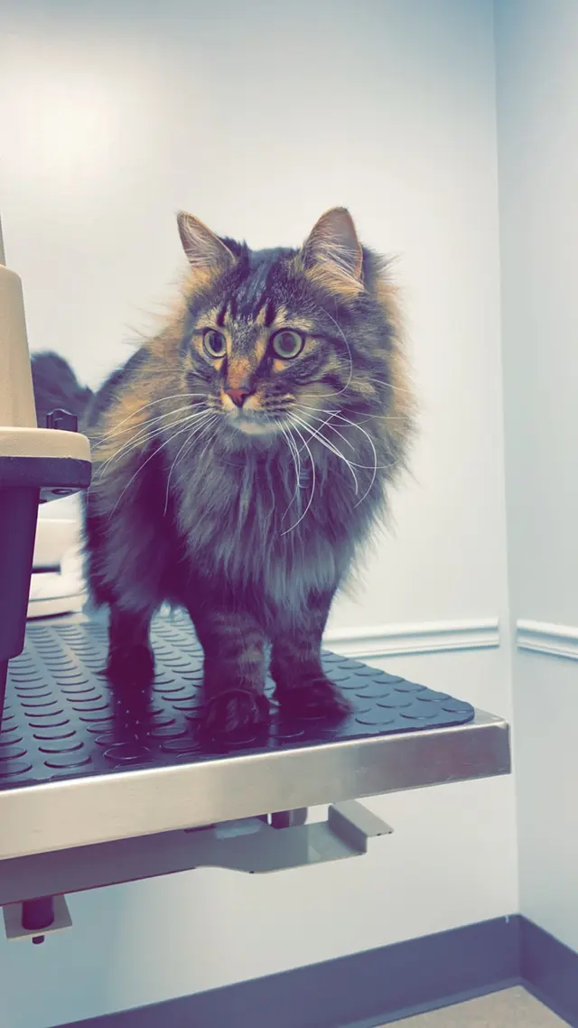 Marketplace Animal Hospital — customer photo 7