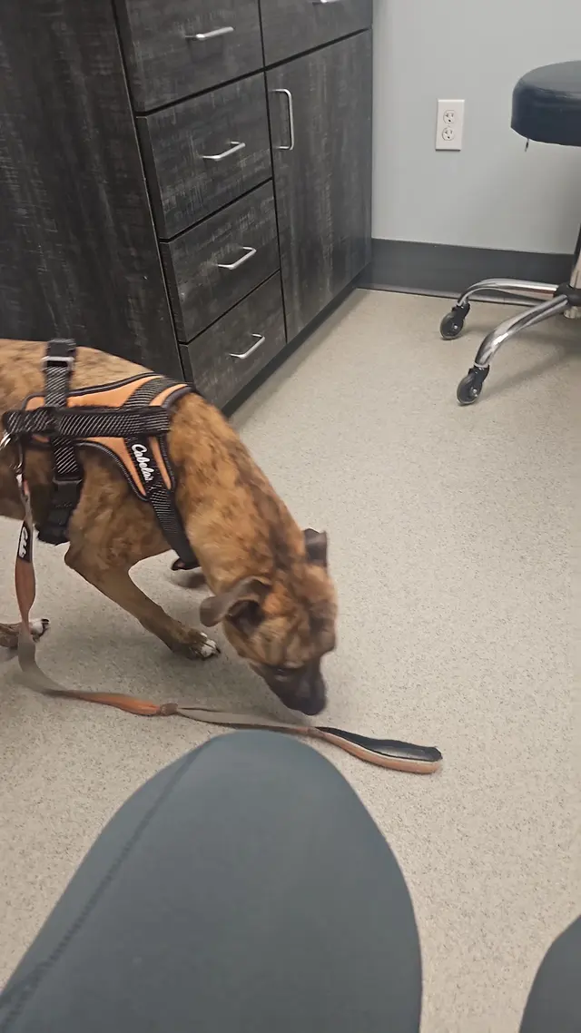 Customer photo of work by Marketplace Animal Hospital, from Nina Gervacio's review