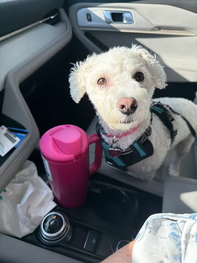 Customer photo of work by Marketplace Animal Hospital, from Brittany G's review