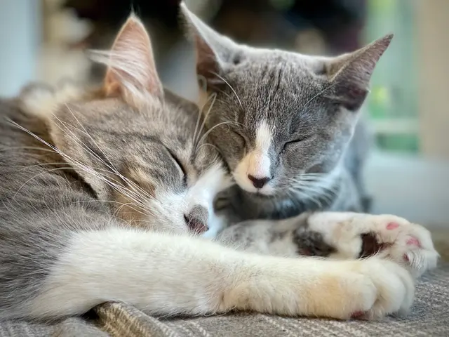 Marketplace Animal Hospital — customer photo 11
