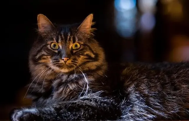 Marketplace Animal Hospital — customer photo 12